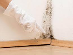 Best Emergency Mold Remediation  in Queen City, TX